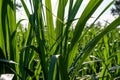 Sugar cane leaves fresh green close-up Royalty Free Stock Photo