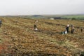 Sugar cane manual harvesting