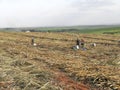 Sugar cane manual harvesting