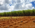 Sugar cane. Mauritius Royalty Free Stock Photo