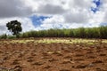 Sugar cane. Mauritius Royalty Free Stock Photo