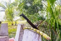 Sugar cane next to old machete in the garden, on a rainy day Royalty Free Stock Photo