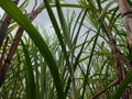 sugar cane plant Royalty Free Stock Photo