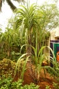 sugar cane plant, sugar cane plantation growing up, sugar cane isolated plant, saccharum officinarum