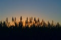 Sugar cane plantation