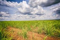 Sugar cane plantation and cloudy sky - Brazil coutryside