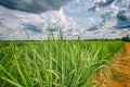 Sugar cane plantation and cloudy sky - Brazil coutryside Royalty Free Stock Photo