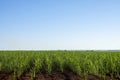 sugar cane plantation in Dourados Mato Grosso do Sul Brazil