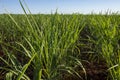 sugar cane plantation in Dourados Mato Grosso do Sul Brazil