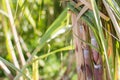 Sugar cane plantation in Gran Canaria Spain