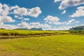 Sugar cane plantation in Mauritius Royalty Free Stock Photo