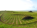 Sugar cane fields on Mauritius, Indian Ocean. Sugar cane plantation. Royalty Free Stock Photo