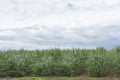 Sugar cane plantation. sugarcane is a grass of poaceae family. it taste sweet and good for health. Well known as tebu in malaysia Royalty Free Stock Photo