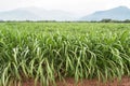 Sugar cane plantation. sugarcane is a grass of poaceae family. it taste sweet and good for health. Well known as tebu in malaysia Royalty Free Stock Photo