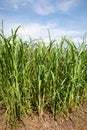 Sugar cane plants being grown on farm biofuel Royalty Free Stock Photo