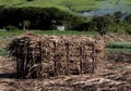 Sugar cane stack Royalty Free Stock Photo