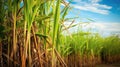 Sugar cane stalks on plantation.