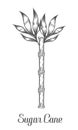 Sugar cane stem branch and leaf vector hand drawn illustration. Sugarcane Black on white Royalty Free Stock Photo