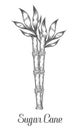 Sugar cane stem branch and leaf vector hand drawn illustration. Royalty Free Stock Photo