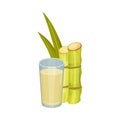 Sugar Cane Strong Unbranched Stems with Sugar Juice Poured in Glass Vector Illustration Royalty Free Stock Photo