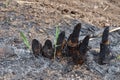 Sugar cane stump