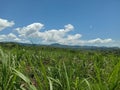 Sugar cane, sugarcane field growing in the south of mauritius island Royalty Free Stock Photo