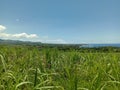 Sugar cane, sugarcane field growing in the south of mauritius island Royalty Free Stock Photo