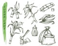 Sugar cane or sugarcane isolated sketch symbols Royalty Free Stock Photo