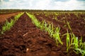 Sugar cane sunset plantation irrigation