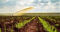 Sugar cane sunset plantation irrigation