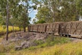 Sugar Cane Train Hauling Crop To Mill