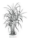 Sugar cane tree botanical illustration vintage engraving style black and white clipart isolated on white background