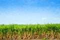 Sugar cane trees Royalty Free Stock Photo