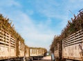 Sugar cane truck full loaded at sugar mill factory. Royalty Free Stock Photo