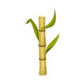 Sugar Cane Unbranched Stem with Green Leaves Vector Illustration Royalty Free Stock Photo