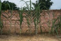Sugar canes grown at the southern China countryside
