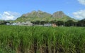 Sugar cane plantation and mountains Royalty Free Stock Photo