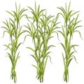 Sugar CaneSugar Cane Exotic Plant Vector Illustration isolated on White Royalty Free Stock Photo