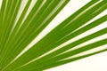 Sugar date palm leaf on contemporary bleached light painted white beige natural wood oak background