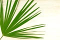 Sugar date palm leaf on contemporary bleached light painted white beige natural wood oak background