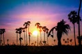 Sugar farmers carry palm leaves and palm trees on rice fields in the sunrise, Pathumthani, Thailand