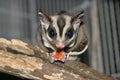 Sugar Glider Royalty Free Stock Photo