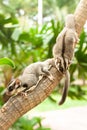 Sugar glider, perched on a tree. Royalty Free Stock Photo