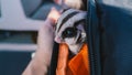 Sugar Glider in backpack. Royalty Free Stock Photo