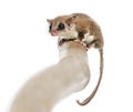 Sugar glider on a branch - Acrobates pygmaeus Royalty Free Stock Photo