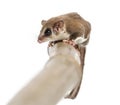 Sugar glider on a branch - Acrobates pygmaeus Royalty Free Stock Photo