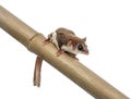 Sugar glider on a branch - Acrobates pygmaeus Royalty Free Stock Photo