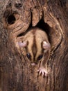 Sugar Glider coming out of tree Royalty Free Stock Photo