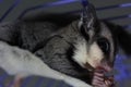 Sugar glider eating Royalty Free Stock Photo