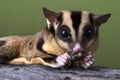 Sugar glider eating a cricket